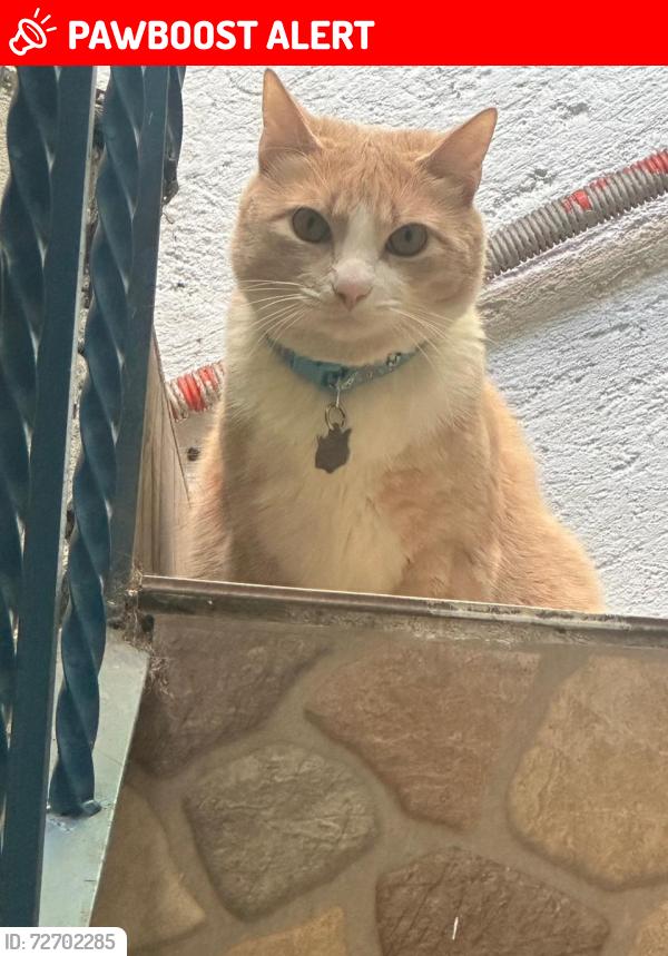 Lost Male Cat last seen Avenida anacahuita y calle Jocoque , Ciudad de México, CDMX 04369