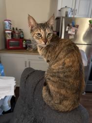 Lost Female Cat last seen 164th and Liberty St, San Leandro, CA 94578