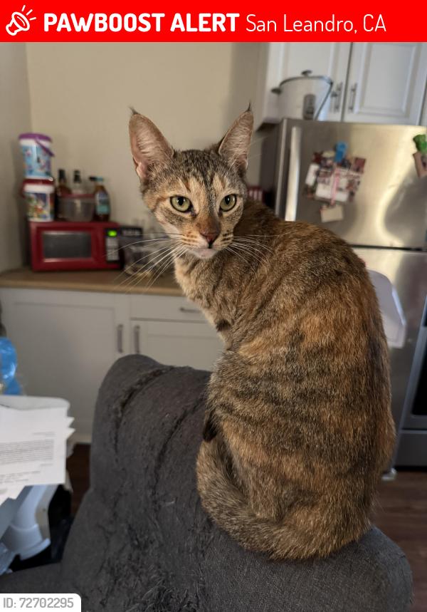 Lost Female Cat last seen 164th and Liberty St, San Leandro, CA 94578