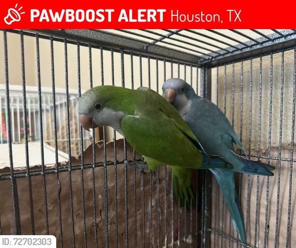 Lost Unknown Other last seen W richey rd, Houston, TX 77073