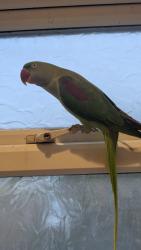 Lost Female Bird last seen Near Holmside Farm Fresh, Edmondsley, England DH7 6EU
