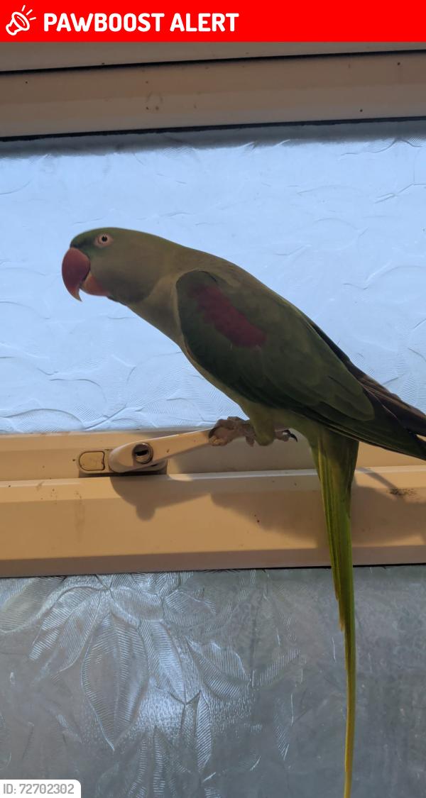 Lost Female Bird last seen Near Holmside Farm Fresh, Edmondsley, England DH7 6EU