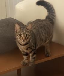 Lost Female Cat last seen Curry street, Tehachapi, CA 93561