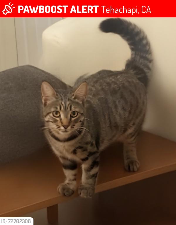 Lost Female Cat last seen Curry street, Tehachapi, CA 93561