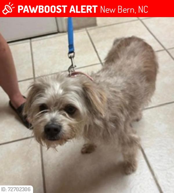 Lost Male Dog last seen by the motel and taco bell , New Bern, NC 28560