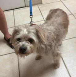 Lost Male Dog last seen by the motel and taco bell , New Bern, NC 28560