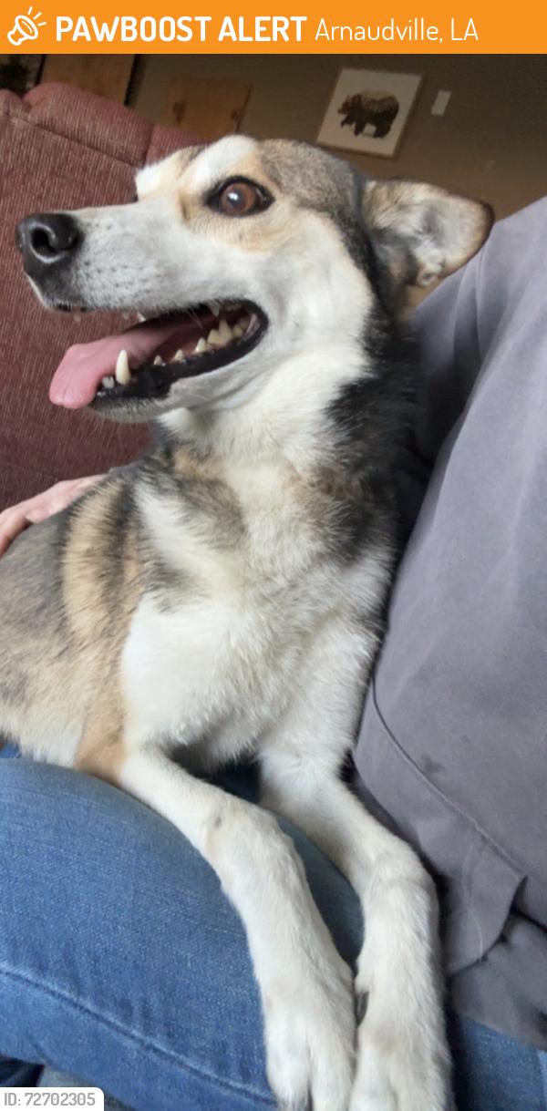 Found/Stray Male Dog last seen Louisiana Highway 31 near Silver Slipper restaurant , Arnaudville, LA 70512