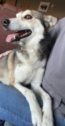 Found/Stray Male Dog last seen Louisiana Highway 31 near Silver Slipper restaurant , Arnaudville, LA 70512
