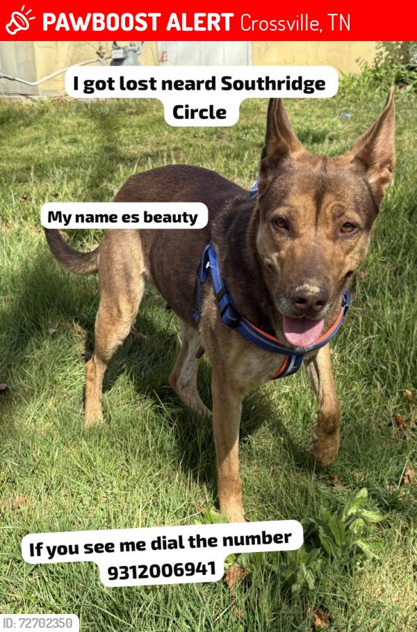 Lost Female Dog last seen Crossville Tn , Crossville, TN 38555