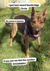 Lost Female Dog last seen Crossville Tn , Crossville, TN 38555
