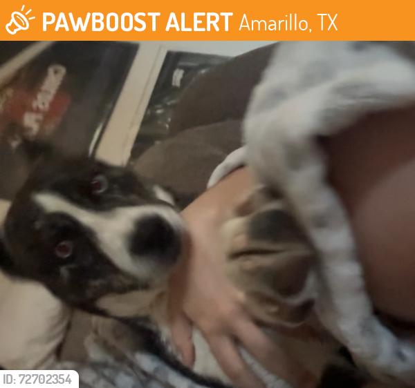 Found/Stray Male Dog last seen SE 46th Ave & S Osage St Amarillo, TX 79118 United States, Amarillo, TX 79118
