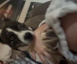 Found/Stray Male Dog last seen SE 46th Ave & S Osage St Amarillo, TX 79118 United States, Amarillo, TX 79118