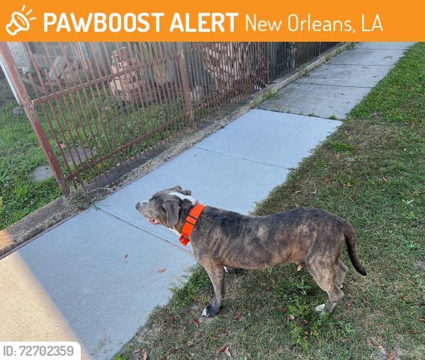 Found/Stray Male Dog last seen Allen Toussaint Blvd, New Orleans, LA 70122