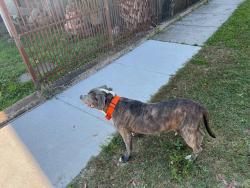 Found/Stray Male Dog last seen Allen Toussaint Blvd, New Orleans, LA 70122