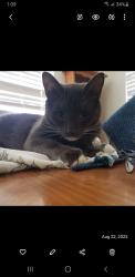 Lost Male Cat last seen Calloway and hageman, Bakersfield, CA 93312