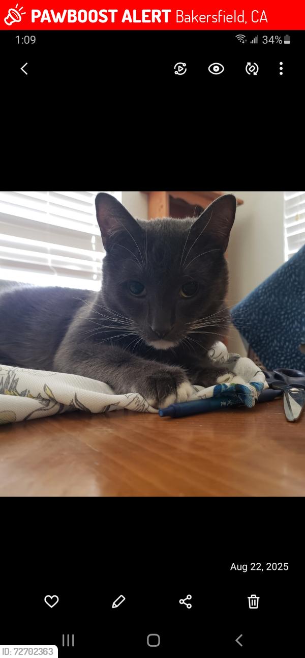 Lost Male Cat last seen Calloway and hageman, Bakersfield, CA 93312