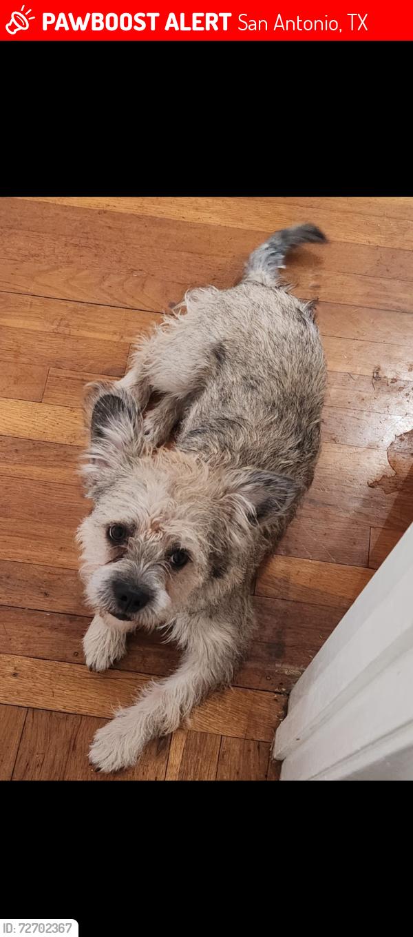 Lost Female Dog last seen Near Onslow San Antonio TX 78202, San Antonio, TX 78202