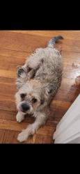 Lost Female Dog last seen Near Onslow San Antonio TX 78202, San Antonio, TX 78202