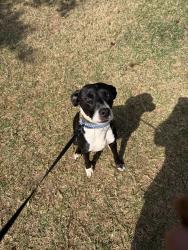 Found/Stray Female Dog last seen Godley station, Pooler, GA 31322