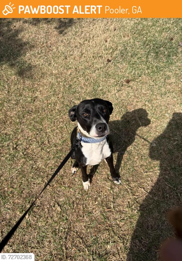 Found/Stray Female Dog last seen Godley station, Pooler, GA 31322