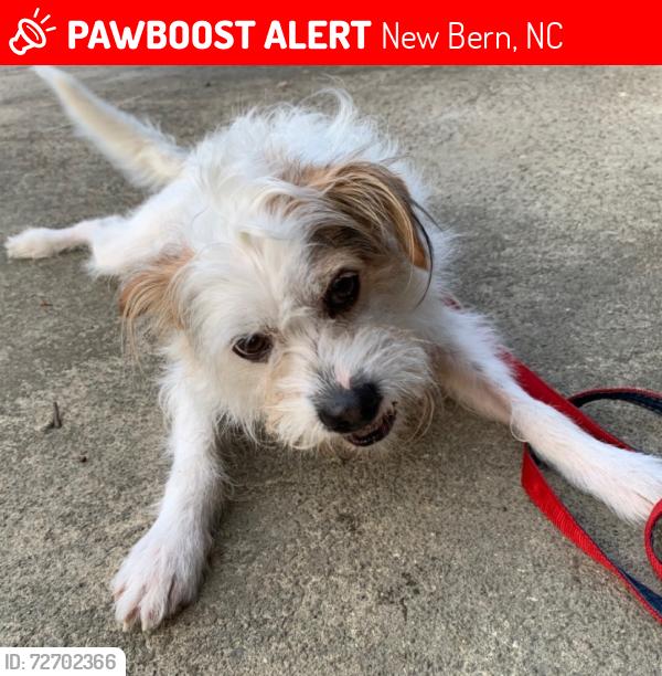 Lost Male Dog last seen by the motel & taco bell, New Bern, NC 28560