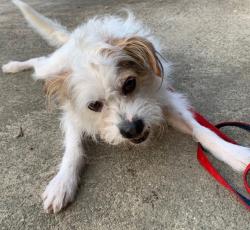 Lost Male Dog last seen by the motel & taco bell, New Bern, NC 28560
