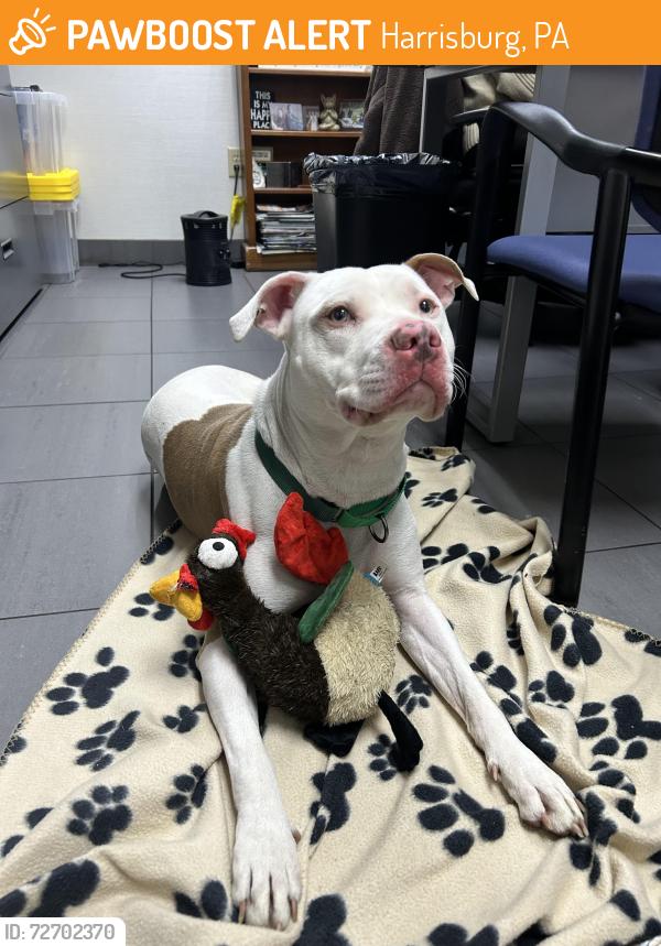 Found/Stray Male Dog last seen Faulkner Subaru , Harrisburg, PA 17104
