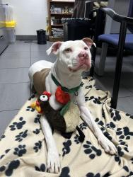 Found/Stray Male Dog last seen Faulkner Subaru , Harrisburg, PA 17104