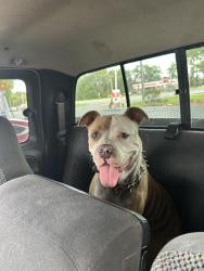 Found/Stray Unknown Dog last seen A mile west of hwy 301 heading east on 20, Hawthorne, FL 32640