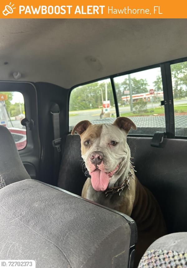 Found/Stray Unknown Dog last seen A mile west of hwy 301 heading east on 20, Hawthorne, FL 32640