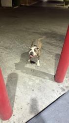 Found/Stray Male Dog last seen Horne and southern at circle k , Mesa, AZ 85204
