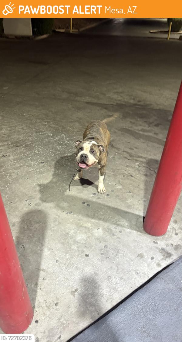 Found/Stray Male Dog last seen Horne and southern at circle k , Mesa, AZ 85204