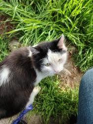 Found/Stray Unknown Cat last seen Adams street, Garden City, ID 83714