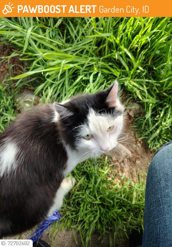 Found/Stray Unknown Cat last seen Adams street, Garden City, ID 83714