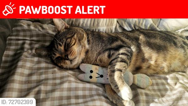 Lost Male Cat last seen Purbrook, Purbrook, England PO7