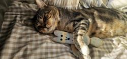 Lost Male Cat last seen Purbrook, Purbrook, England PO7