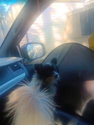 Lost Male Dog last seen S gas station across street from grow healthy on east bay, Emeryville, CA 94608