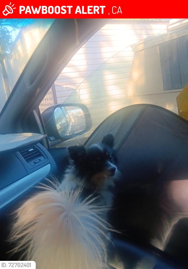 Lost Male Dog last seen S gas station across street from grow healthy on east bay, Emeryville, CA 94608