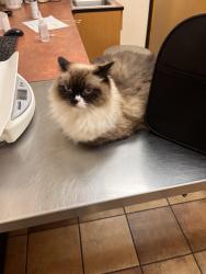 Lost Female Cat last seen Oxford Place at Tampa Palms, Tampa, FL 33647