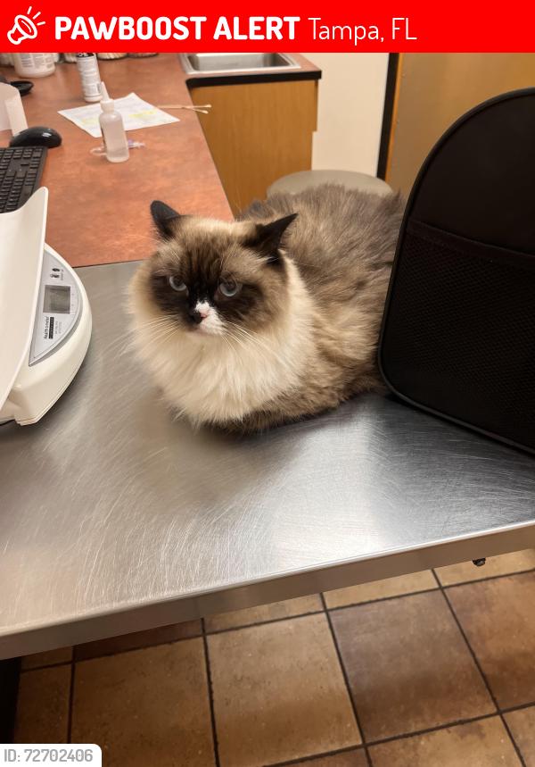 Lost Female Cat last seen Oxford Place at Tampa Palms, Tampa, FL 33647