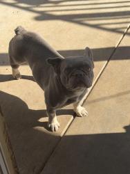 Found/Stray Female Dog last seen arlington & tyler, Riverside, CA 92503
