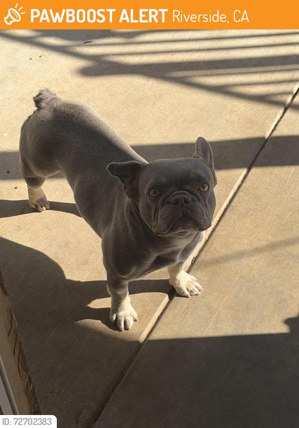 Found/Stray Female Dog last seen arlington & tyler, Riverside, CA 92503