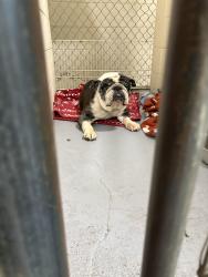 Found/Stray Unknown Dog last seen On Steamboat Dr, Fort Worth, TX 76123