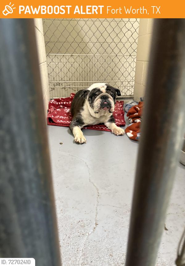 Found/Stray Unknown Dog last seen On Steamboat Dr, Fort Worth, TX 76123