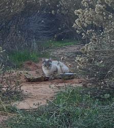 Lost Female Cat last seen Sunset blvd , St. George, UT 84765