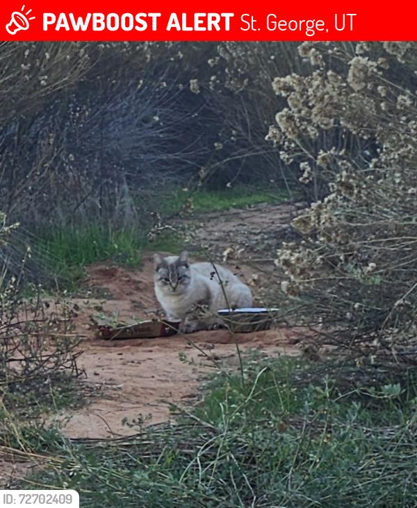 Lost Female Cat last seen Sunset blvd , St. George, UT 84765
