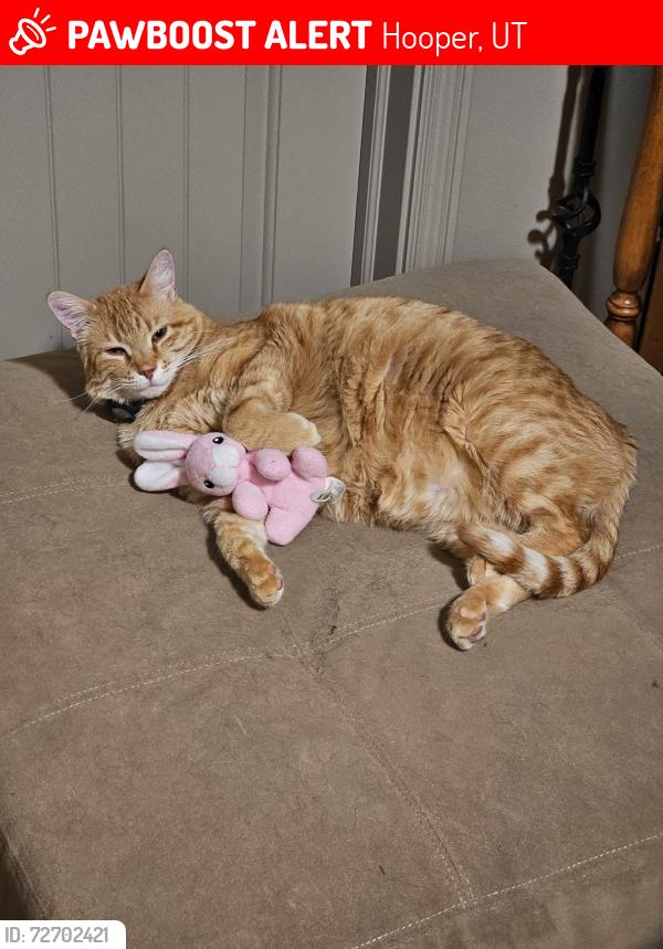 Lost Male Cat last seen 5065w5300s, Hooper, UT 84315