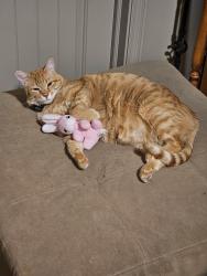Lost Male Cat last seen 5065w5300s, Hooper, UT 84315