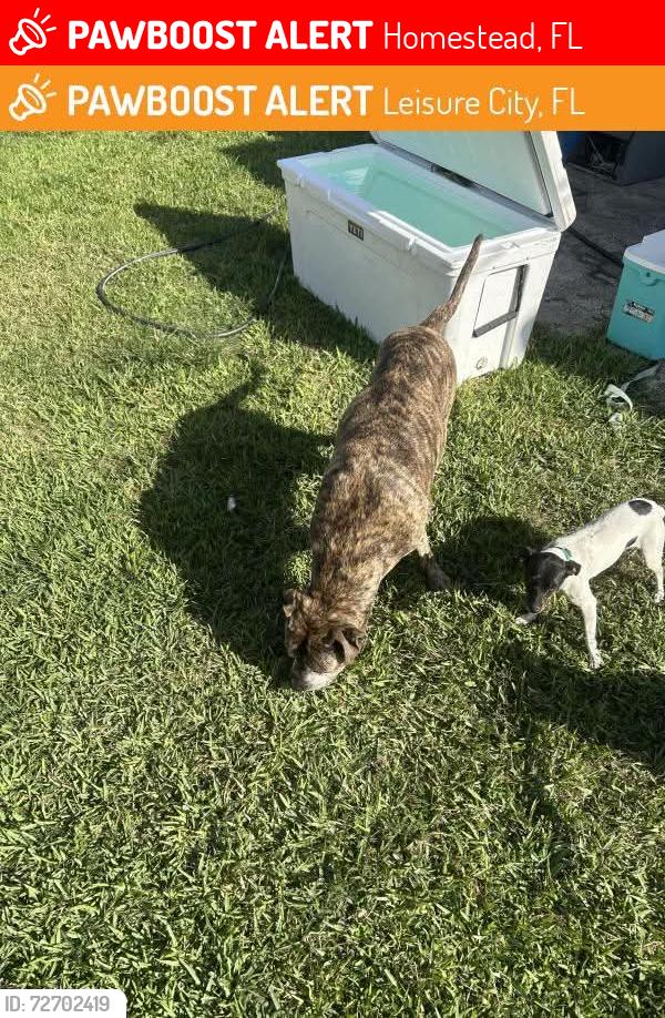 Lost Male Dog last seen Sw288 st, Homestead, FL 33033