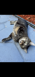 Lost Female Cat last seen Lejuene & Majorca Avenue , Coral Gables, FL 33134